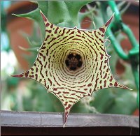 Huernia concinna ssp concinna 